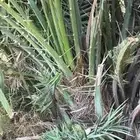 نخل خلاص فراخه وجثايث للبيع طول 1 متر و1 5 و2 م