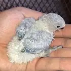 للبيع فرخ روز غر