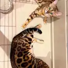 قط بنغال ذكر وانثى منتجين للبيع