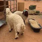 ذبايح نعيمي بلدي جميع الاحجام