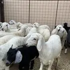 طليان