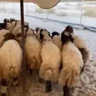 طليان ورخال ثلاجه كرامه نعيم بلدي حلال نظيف