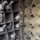 حمام فرنسي سلفر