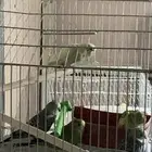 فروخ بادجي عمر شهر ونص الى شهرين العدد 6 ب 215