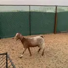 للبيع عنز في شرورة