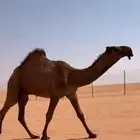 قعود دبياني أبوه عليان بعير ابن مانع الشكره