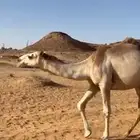 قعود باتلي على بعير بن جليل