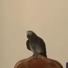 كاسكو