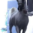 حصان شعبي شيخ