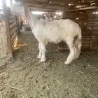 عيسي نادر لهواة الصنف والشي الفاخر ..