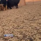 شاه نجديه للبيع