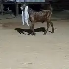 جفر حجازي كاموري فاخر