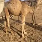 قعود وبكره