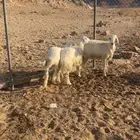 للبيع طليان