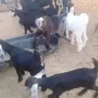 تبوس