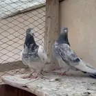 حمام باكستاني