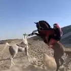 حصان شعبي اللببيع