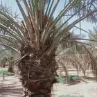 نخيل خلاص