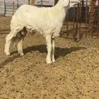 مشروع فحل حري