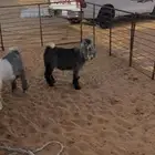 للبيع تيوس