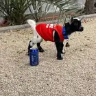ماعز قزمي جميل لعوب جدا مرح