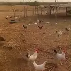 دجاج