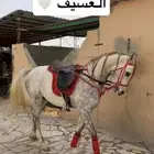 عسف اعادة عسف تعليم الطرب تعديل جميع الاطباع