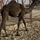 حوارة غرابية
