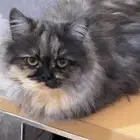 قطه لتبني عمر 4شهور