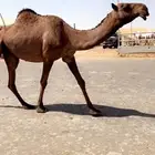 عنيدة سوق الإبل