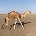 بكره شقحا .. عفيف