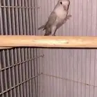 انثى روز منتجه