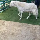 فحل حري مشروط