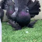 رقاص امريكي