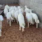 ذبايح حري ذبيحه حريات