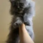 موجود قطتين صغار العمر 3 إلى 4 شهور