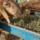 سواكن طيبة مرابي 6 شهور
