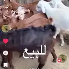 تيوس وخرفان للبيع