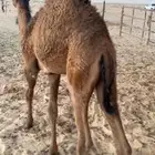 حواره