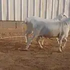 جذعان هجين دوربر بيض برص