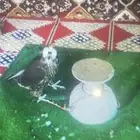 طير ضايع الي يحصله او يشوفه يتوصل معي طير