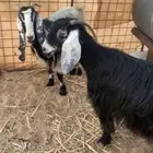 معزا عوارض