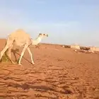 حاشي بري سمين شرط تحت امه شرط السعي على الشاري