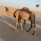 ناقه خلفه