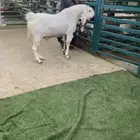 فحل مشروك