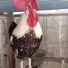 دجاج فرنسي