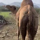 جمل ساحلي للبيع