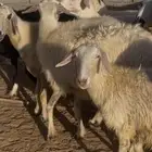 ضان بلديات دفيع كفو مراح