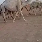 للبيع لقحه وضحا كفو حد (( تم البيع))