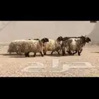 مراييع